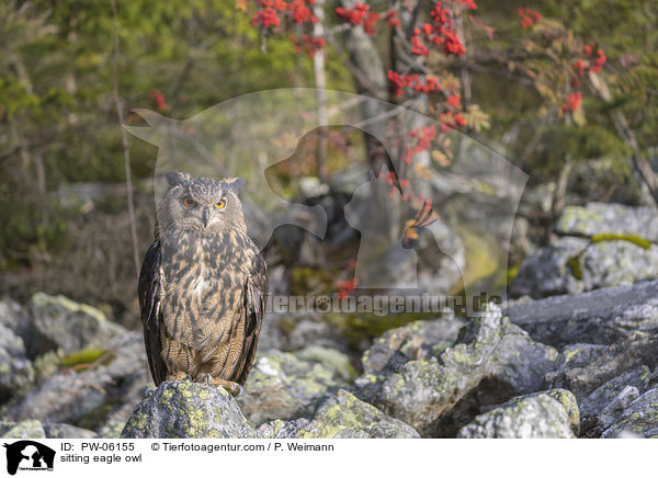 sitting eagle owl / PW-06155