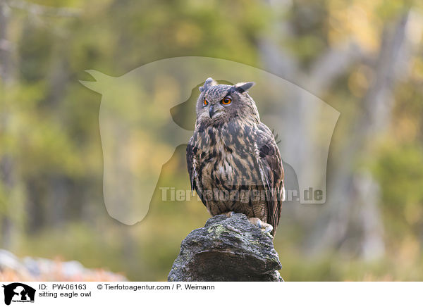 sitting eagle owl / PW-06163