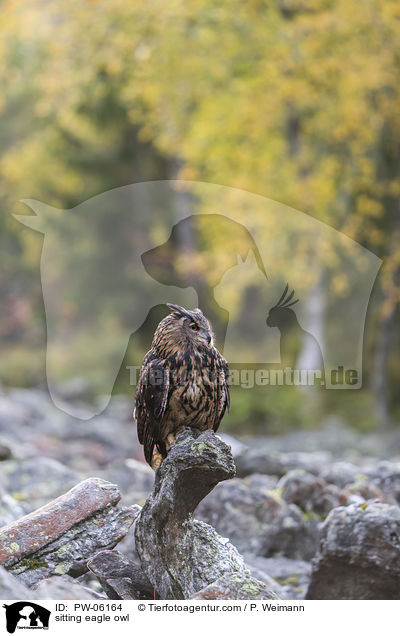 sitting eagle owl / PW-06164