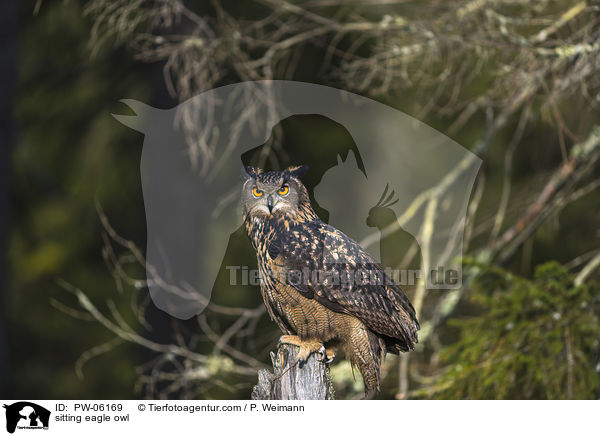 sitting eagle owl / PW-06169