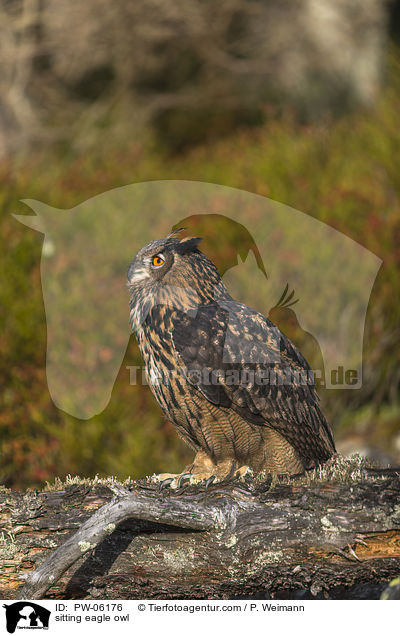 sitzender Uhu / sitting eagle owl / PW-06176
