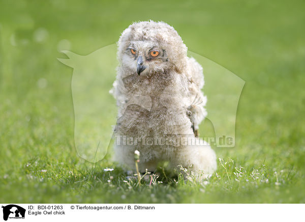 Uhu Kken / Eagle Owl chick / BDI-01263