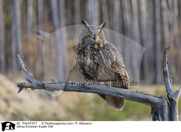 sitting Eurasian Eagle Owl / PW-07577