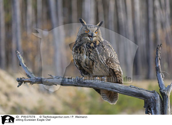 sitting Eurasian Eagle Owl / PW-07578