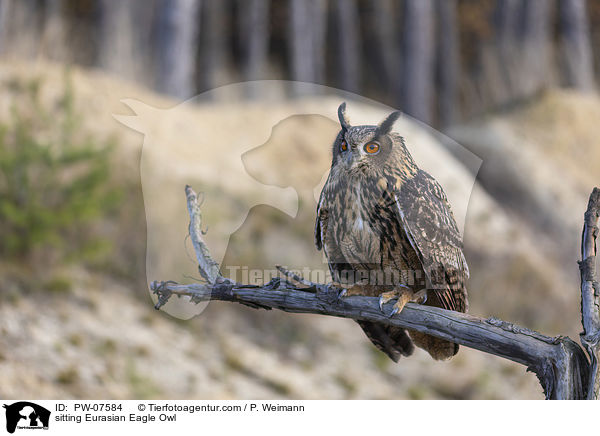sitting Eurasian Eagle Owl / PW-07584