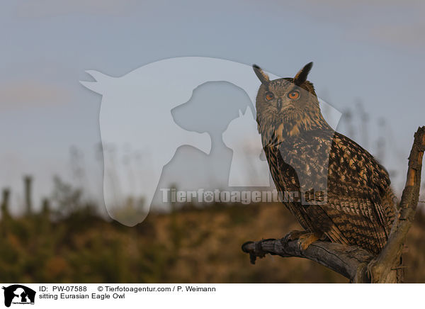 sitting Eurasian Eagle Owl / PW-07588