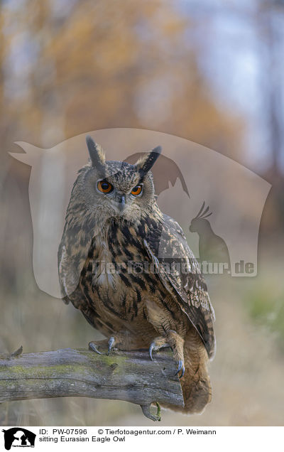 sitting Eurasian Eagle Owl / PW-07596
