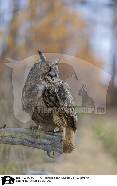 sitting Eurasian Eagle Owl / PW-07597