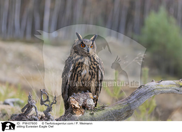 sitting Eurasian Eagle Owl / PW-07600