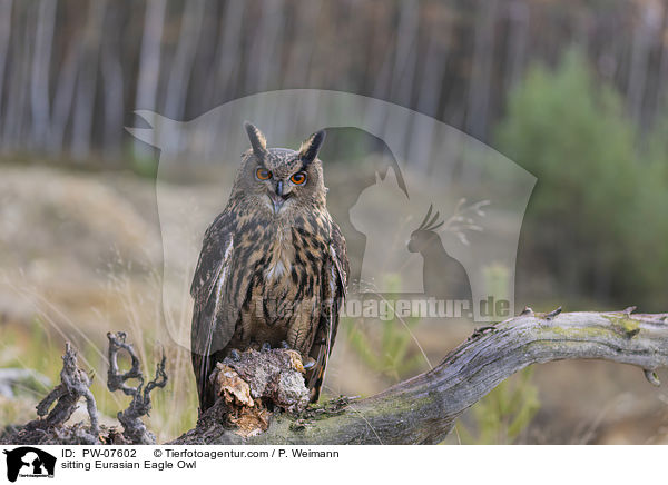 sitting Eurasian Eagle Owl / PW-07602