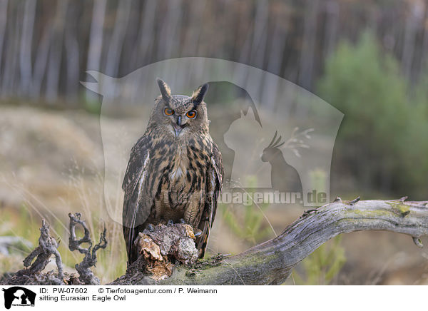 sitzender Uhu / sitting Eurasian Eagle Owl / PW-07602