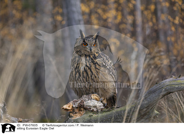 sitzender Uhu / sitting Eurasian Eagle Owl / PW-07605
