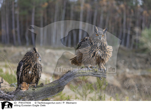 sitzende Uhus / sitting Eurasian Eagle Owls / PW-07608