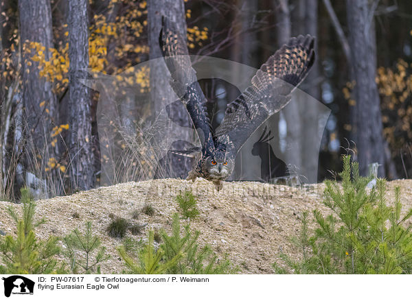 flying Eurasian Eagle Owl / PW-07617
