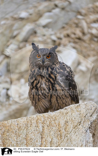 sitting Eurasian Eagle Owl / PW-07622
