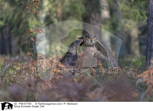 fliegender Uhu / flying Eurasian Eagle Owl / PW-07706