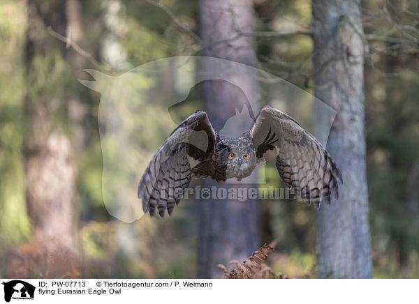 fliegender Uhu / flying Eurasian Eagle Owl / PW-07713