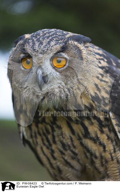 Eurasian Eagle Owl / PW-08423