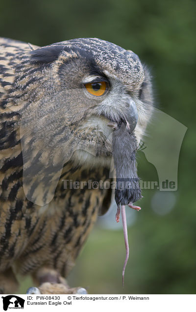 Uhu / Eurasian Eagle Owl / PW-08430