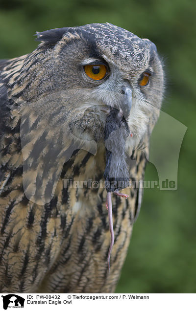 Uhu / Eurasian Eagle Owl / PW-08432