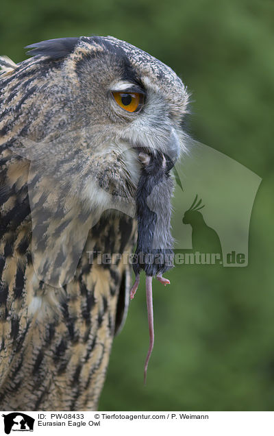Uhu / Eurasian Eagle Owl / PW-08433