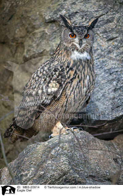 Eagle Owl / MBS-20814