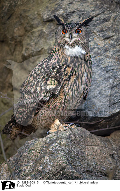 Eagle Owl / MBS-20815
