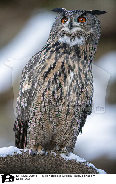 Eagle Owl / MBS-20816