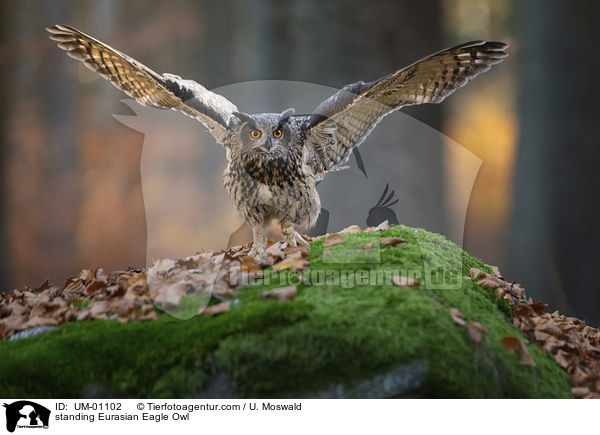 stehender Uhu / standing Eurasian Eagle Owl / UM-01102