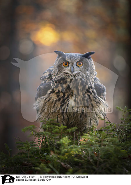 sitting Eurasian Eagle Owl / UM-01104