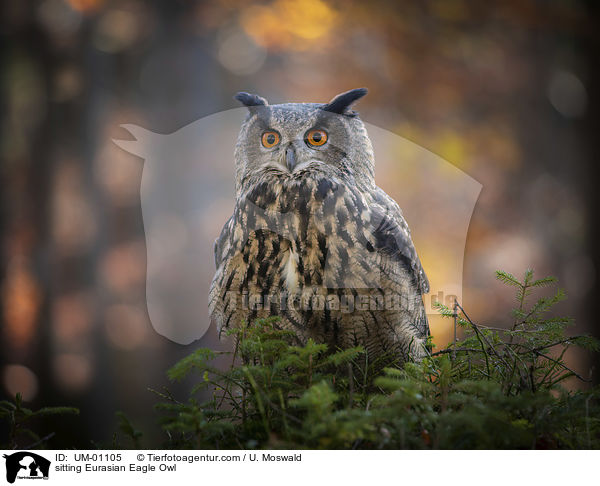 sitting Eurasian Eagle Owl / UM-01105