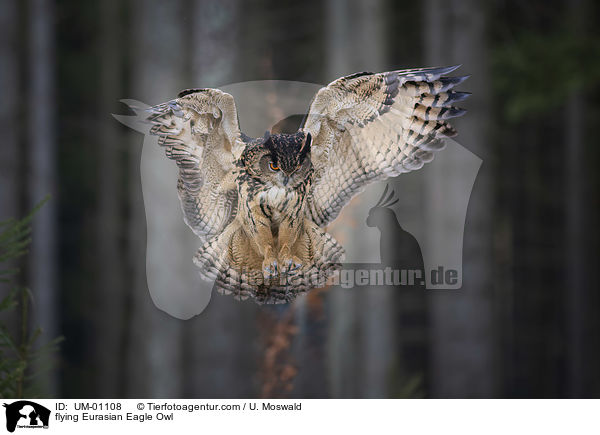 fliegender Uhu / flying Eurasian Eagle Owl / UM-01108