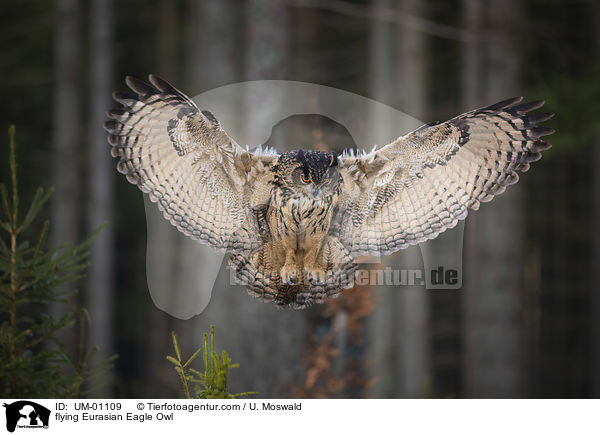 flying Eurasian Eagle Owl / UM-01109