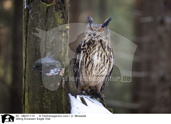 sitting Eurasian Eagle Owl / UM-01110