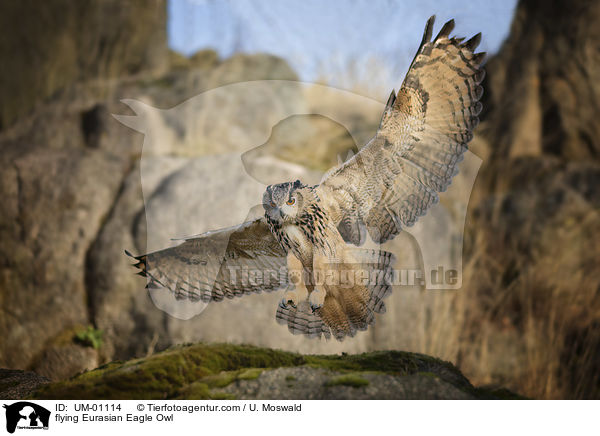 fliegender Uhu / flying Eurasian Eagle Owl / UM-01114