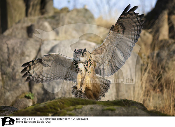 flying Eurasian Eagle Owl / UM-01115