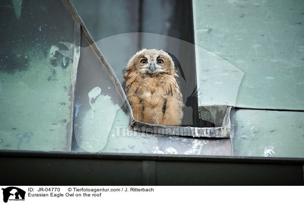 Uhu auf dem Dach / Eurasian Eagle Owl on the roof / JR-04770