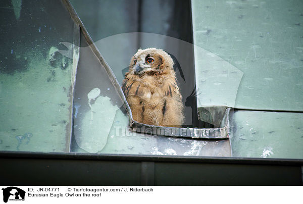 Uhu auf dem Dach / Eurasian Eagle Owl on the roof / JR-04771