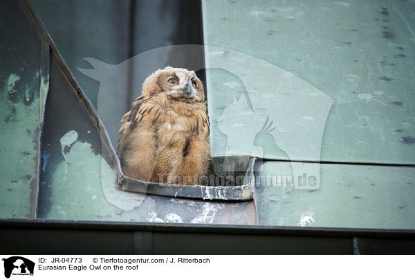 Uhu auf dem Dach / Eurasian Eagle Owl on the roof / JR-04773