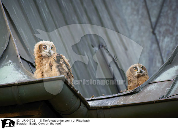 Uhus auf dem Dach / Eurasian Eagle Owls on the roof / JR-04792
