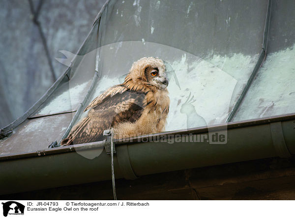 Uhu auf dem Dach / Eurasian Eagle Owl on the roof / JR-04793