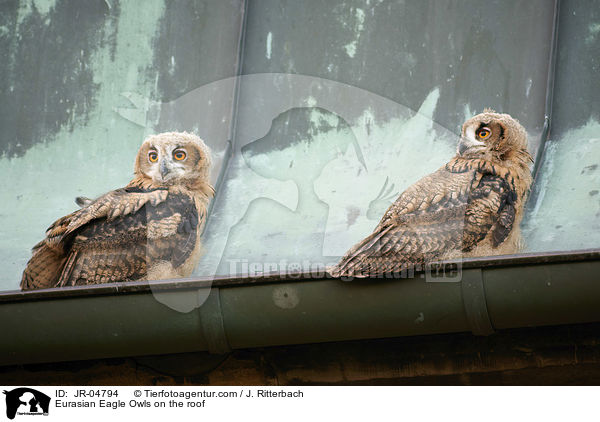 Uhus auf dem Dach / Eurasian Eagle Owls on the roof / JR-04794