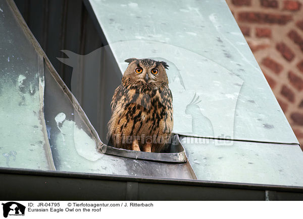 Uhu auf dem Dach / Eurasian Eagle Owl on the roof / JR-04795
