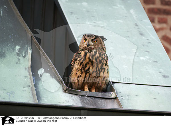 Uhu auf dem Dach / Eurasian Eagle Owl on the roof / JR-04796