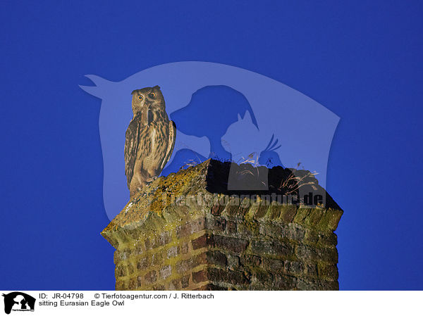sitzender Uhu / sitting Eurasian Eagle Owl / JR-04798