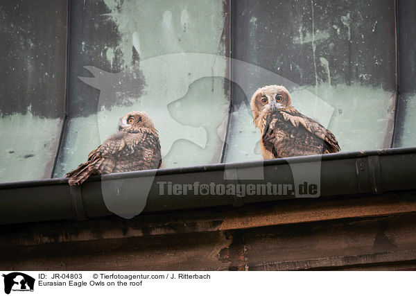 Uhus auf dem Dach / Eurasian Eagle Owls on the roof / JR-04803
