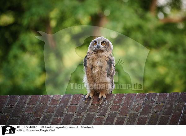 sitting Eurasian Eagle Owl / JR-04807