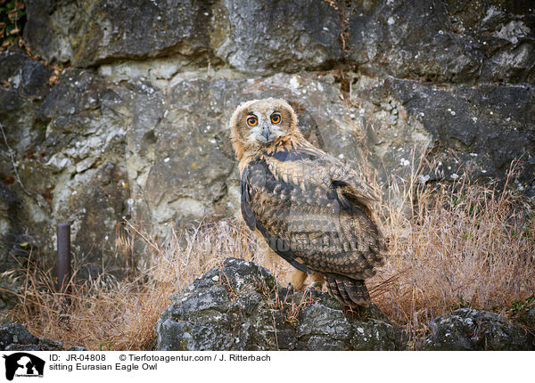 sitting Eurasian Eagle Owl / JR-04808