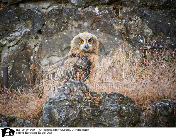 sitting Eurasian Eagle Owl / JR-04809