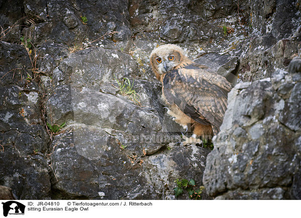 sitting Eurasian Eagle Owl / JR-04810